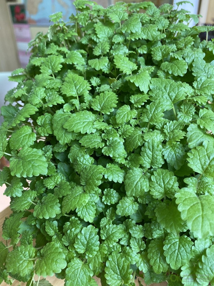 Мелисса лимонник