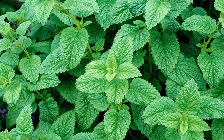 Мелисса прайс