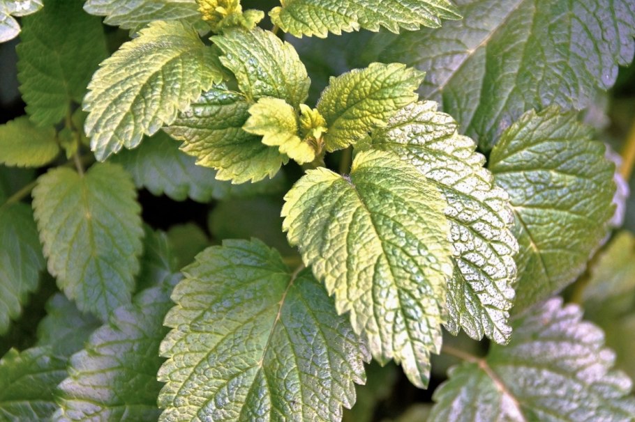 Мелисса Пилия