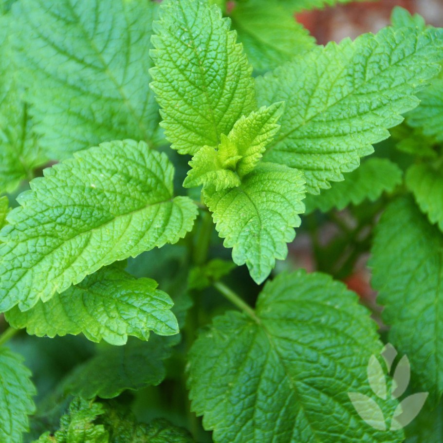 Мелисса лимонная