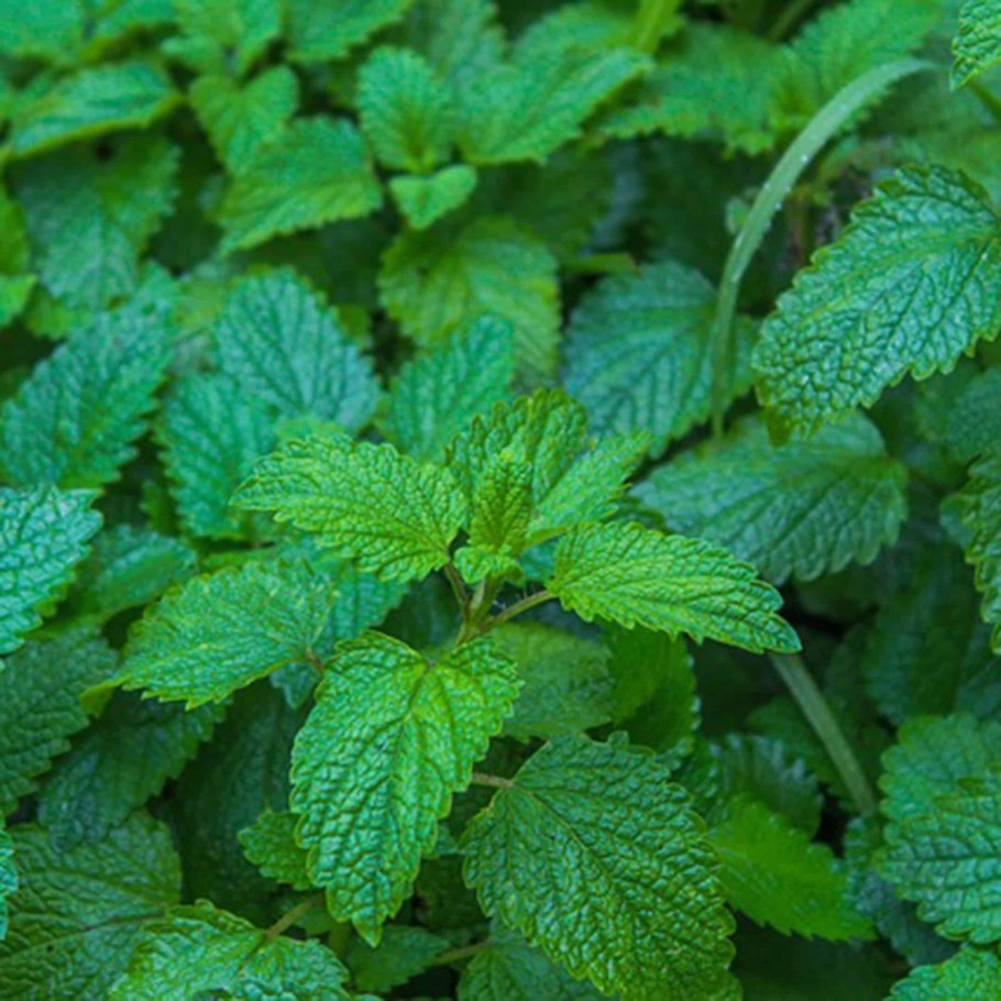 Мелисса Lemon Balm