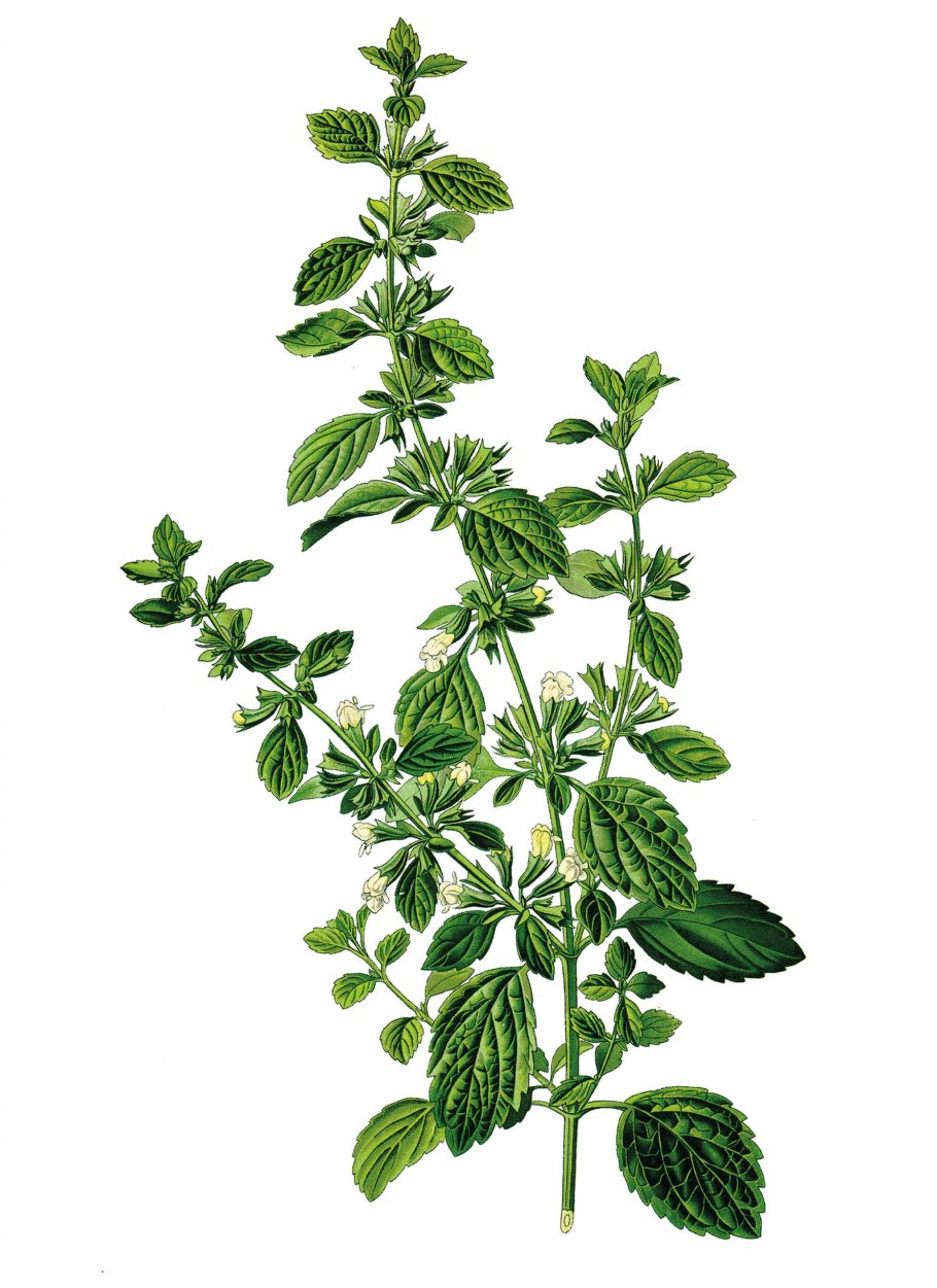 Мелисса лекарственная цветение