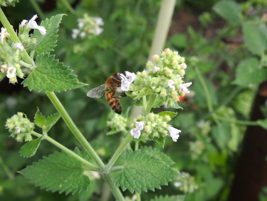 Мелисса Lemon Balm