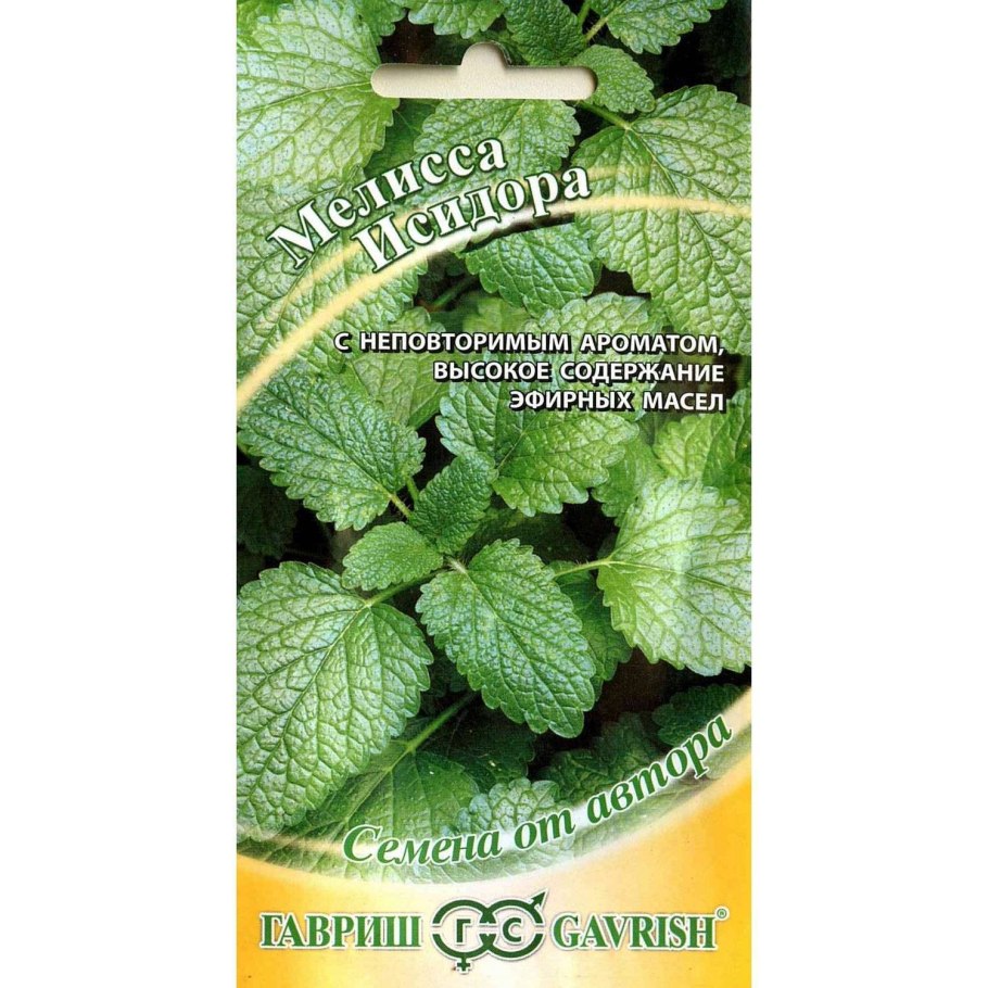 Мелисса Эрфуртская прямостоячая