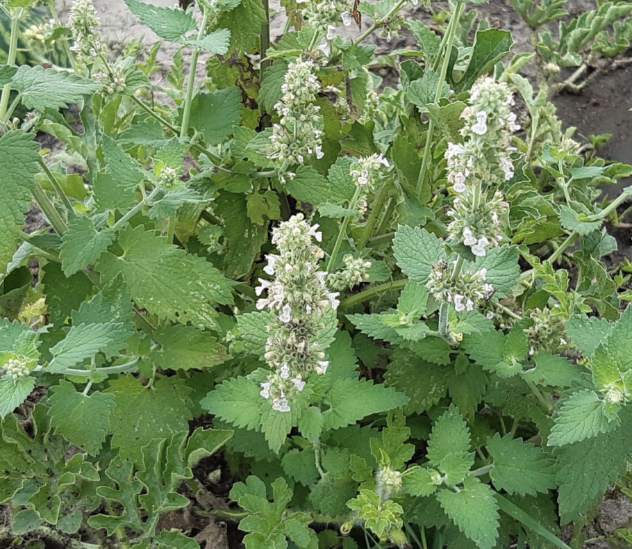 Мелисса лекарственная Lemon Balm