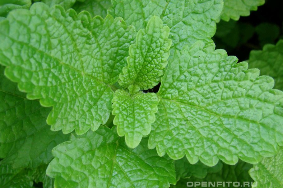 Котовник Кошачья мята