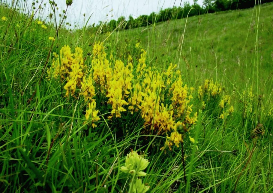 Дрок красильный (Genista tinctoria)