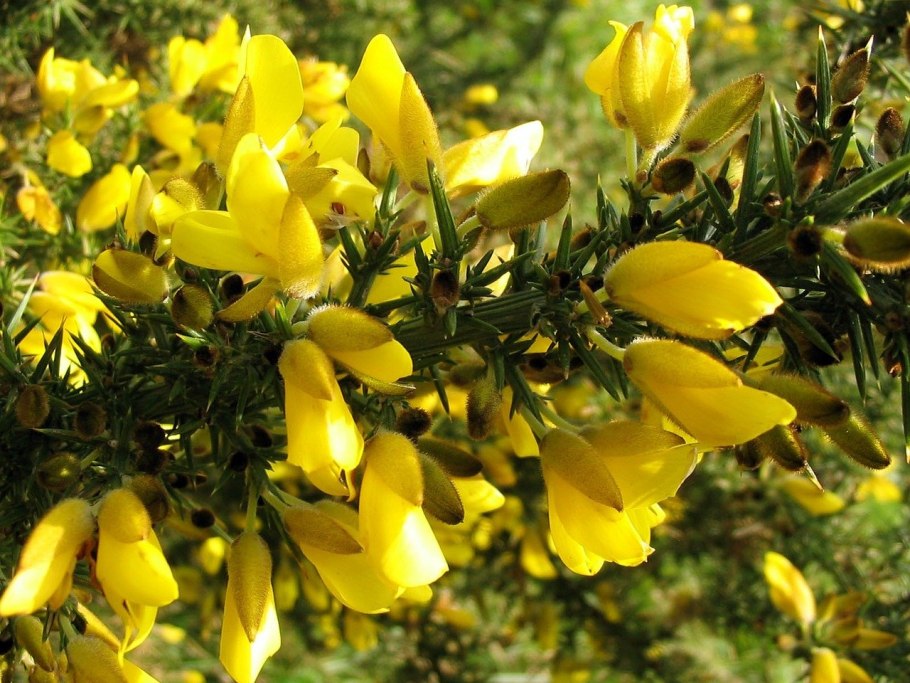Дрок лидийский (Genista Lydia