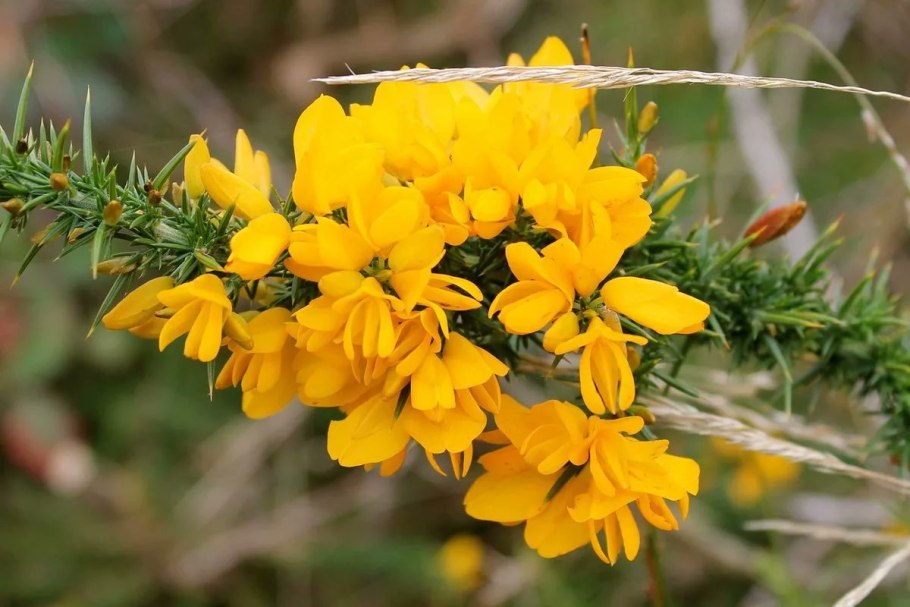 Дрок, Genista(Genista tinctoria)