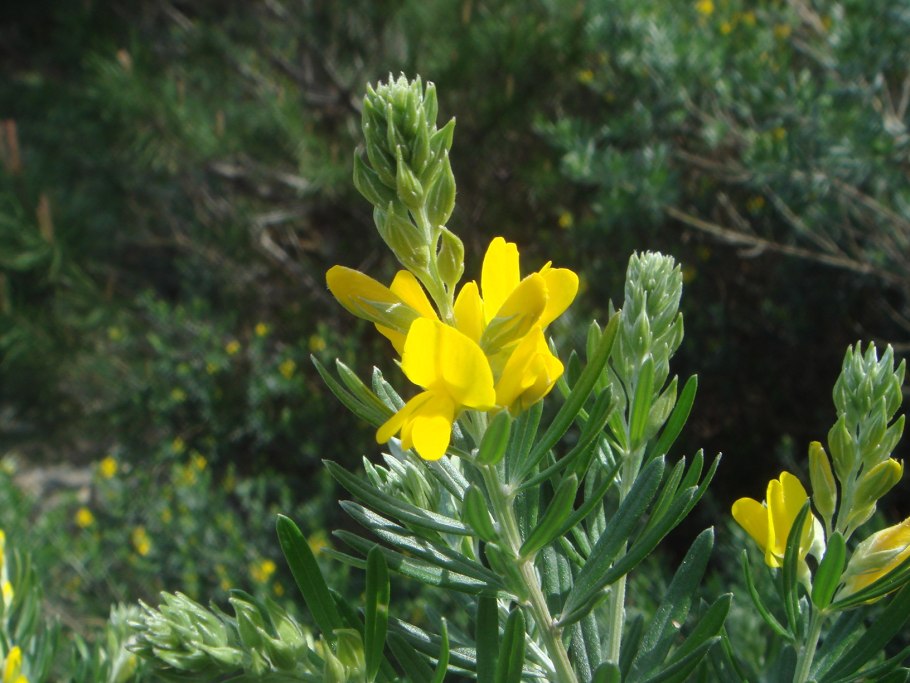 Genista tinctoria Royal Gold