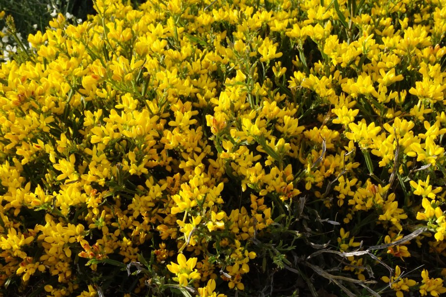 Утесник Европейский – Ulex europaeus