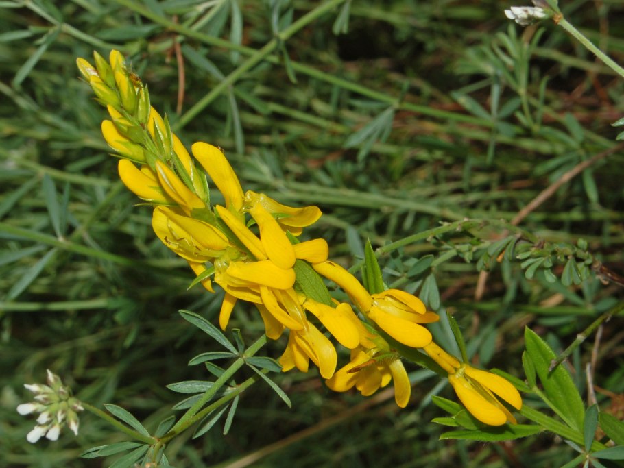 Genista flowering