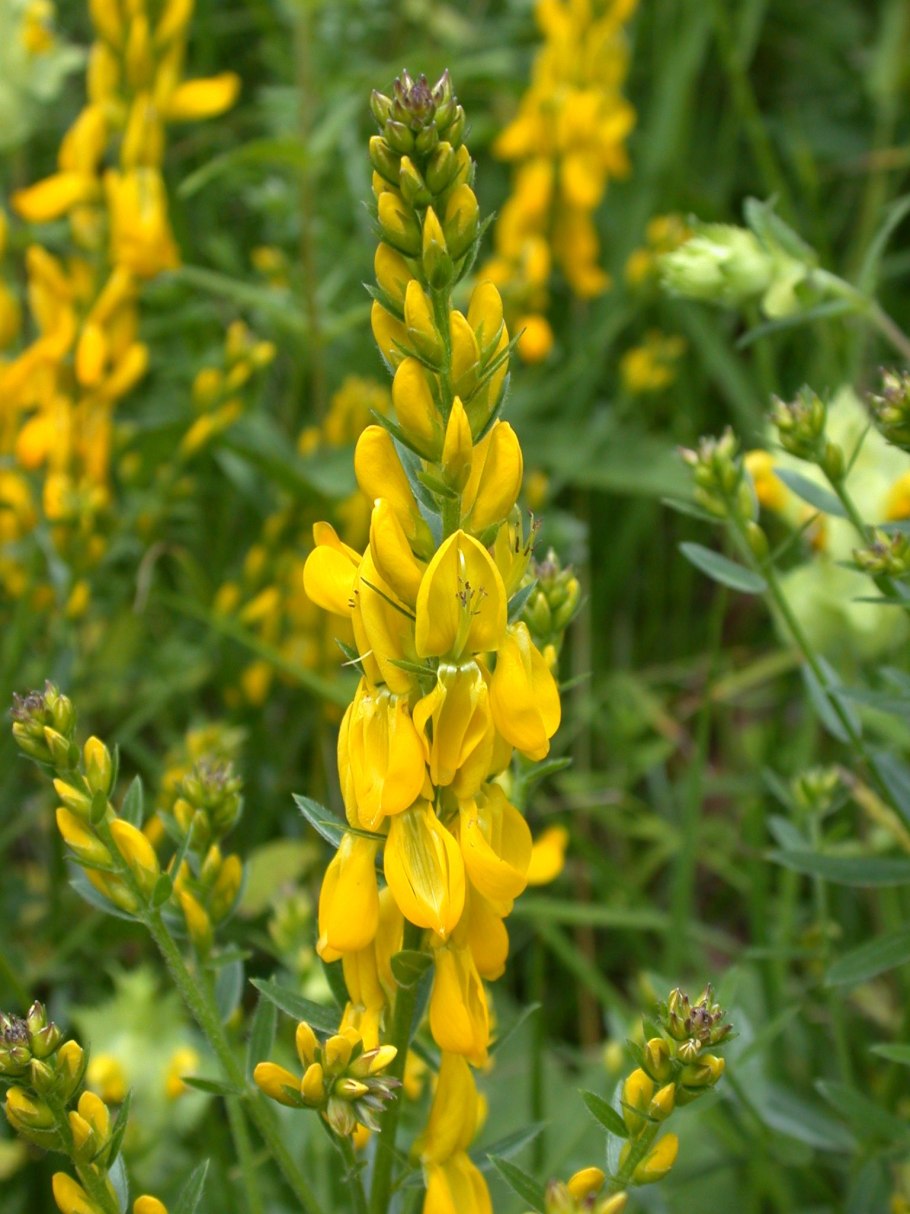 Дрок красильный (Genista tinctoria)