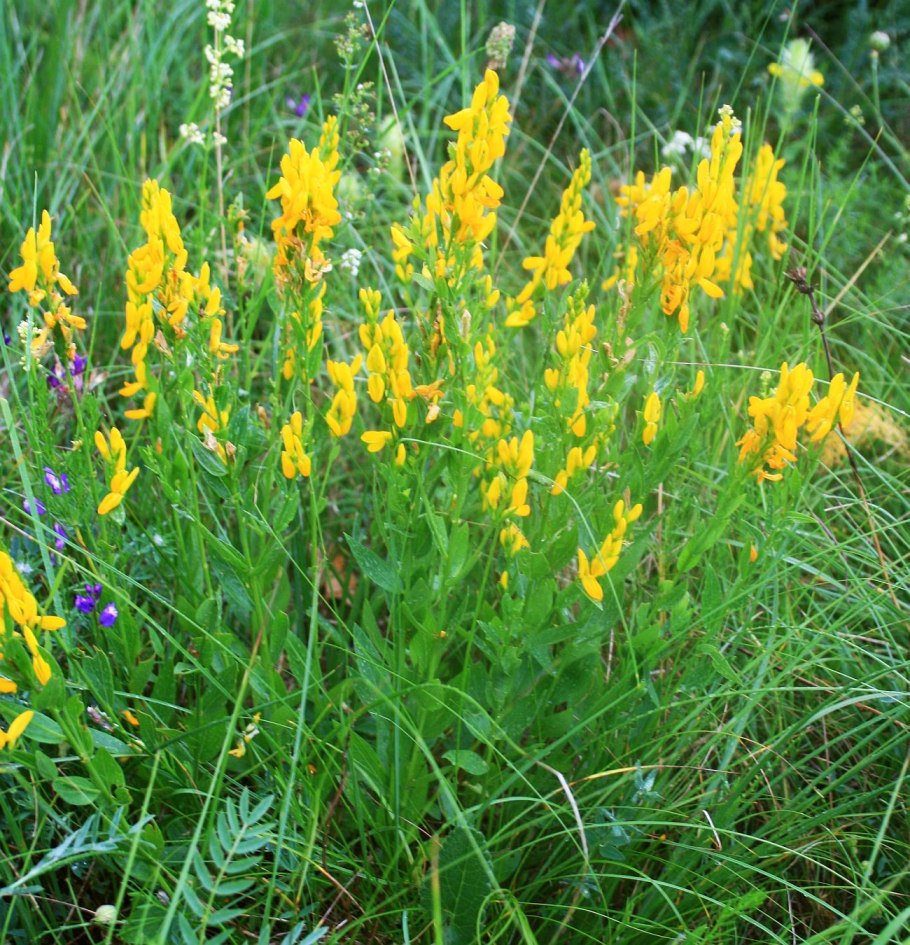 Дрок красильный (Genista tinctoria)