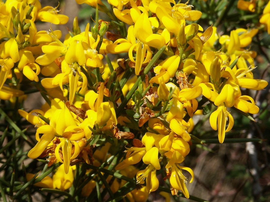 Утесник Европейский – Ulex europaeus