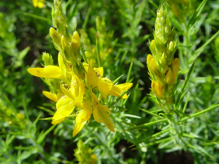 Cytisus scoparius