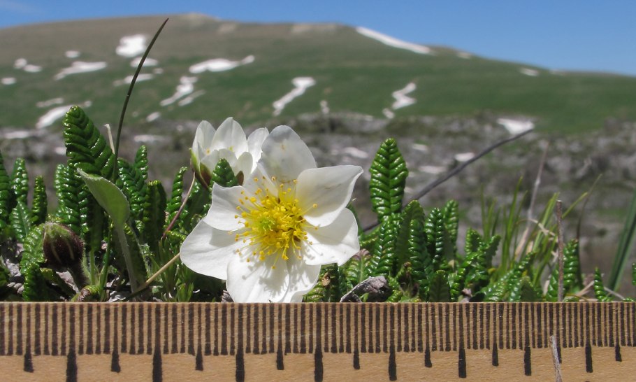 Dryas Caucasica