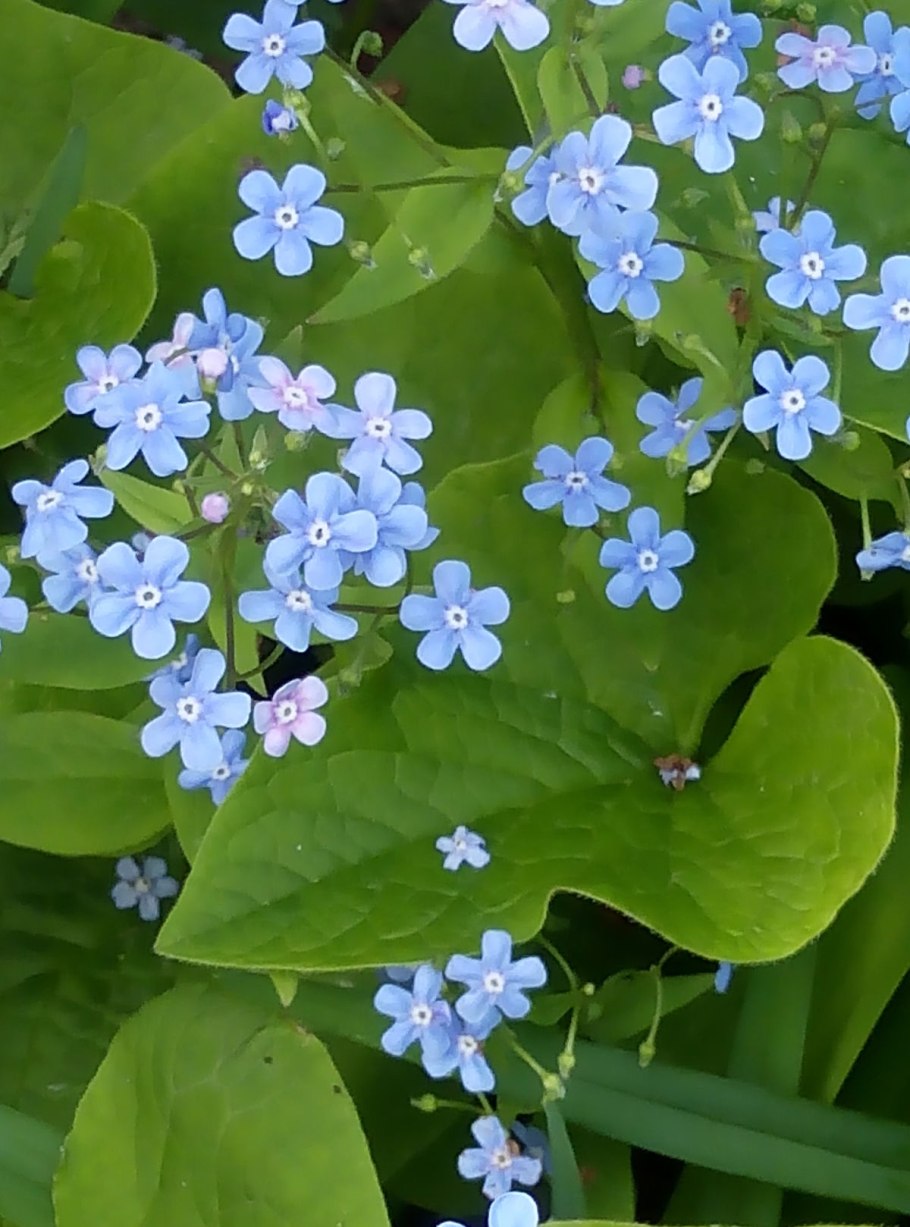 Бруннера Сибирская Brunnera sibirica