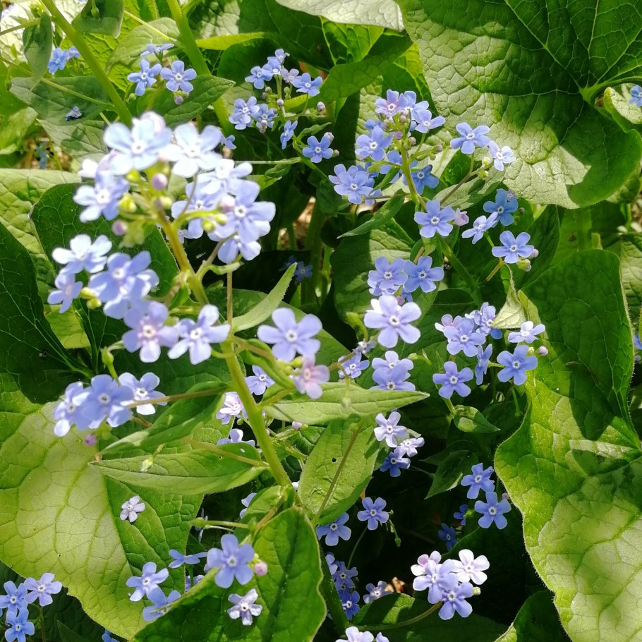 Бруннера Джек Фрост