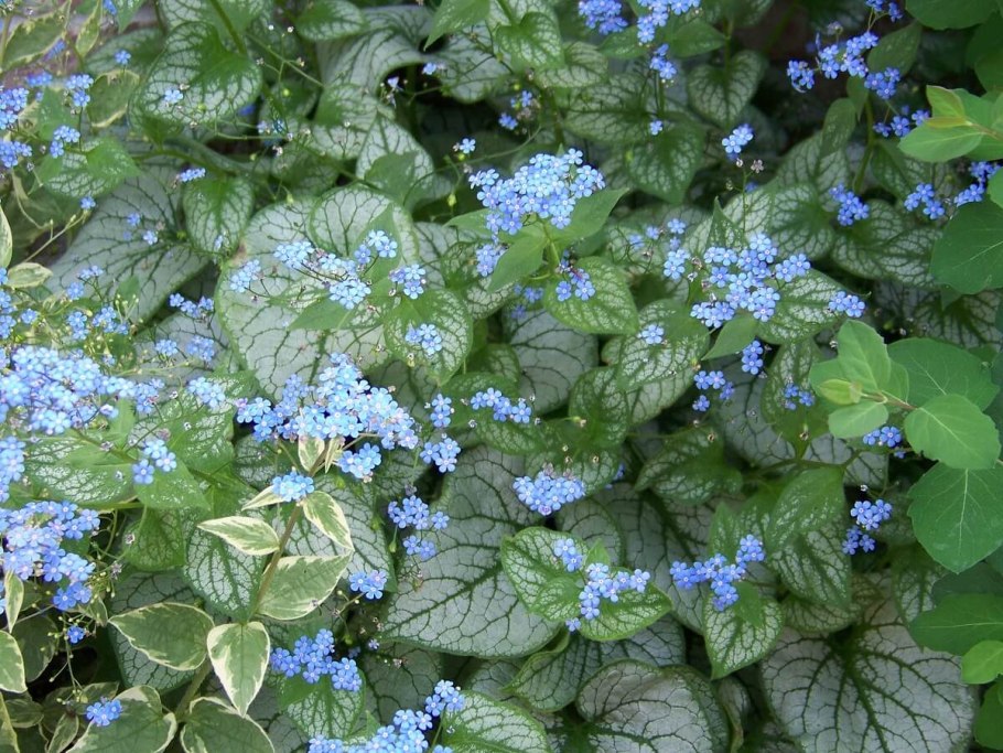 Бруннера крупнолистная variegata