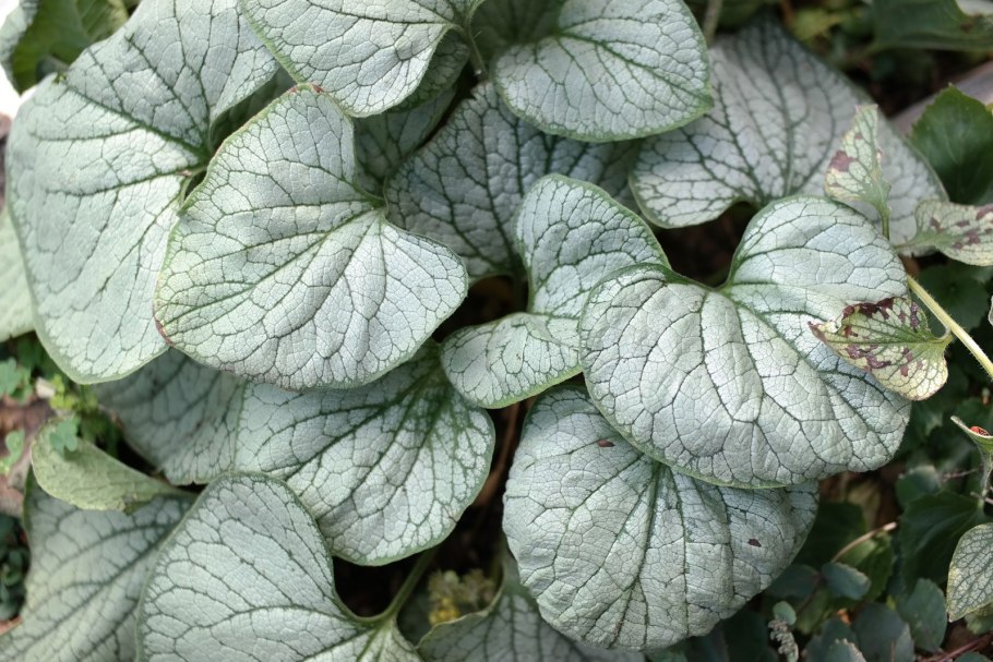 Бруннера крупнолистная Silver Heart