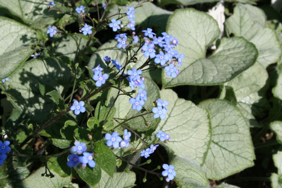 Бруннера Сибирская Brunnera sibirica