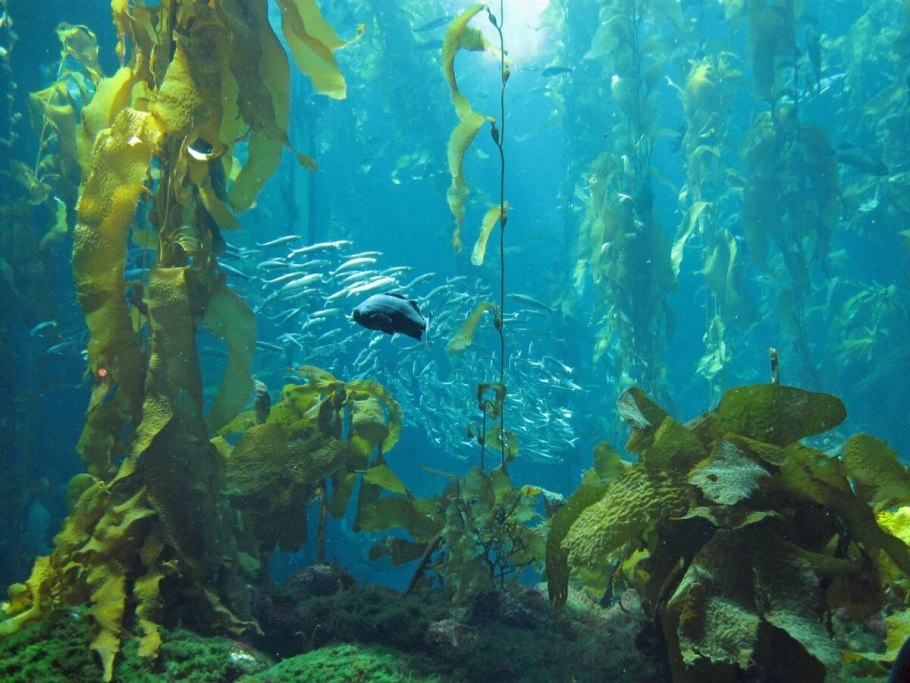 Подводный "лес"(Kelp Forest)