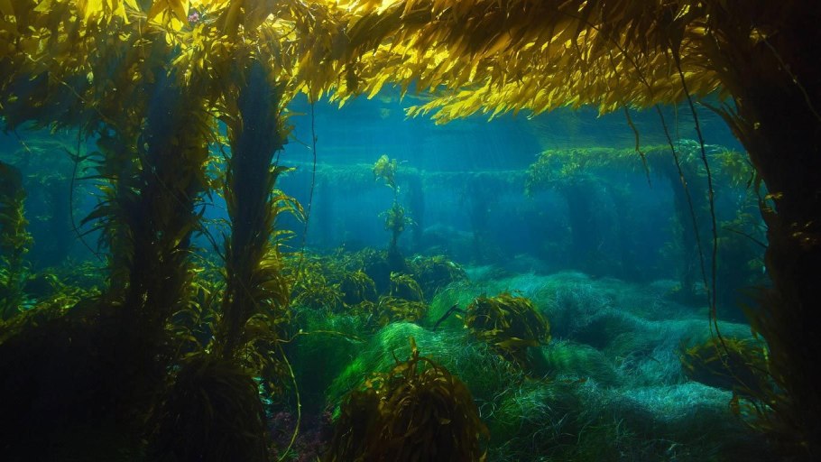 Саргассово море дайвинг