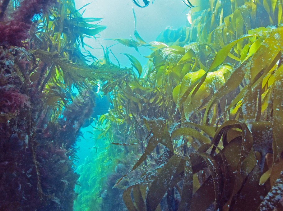 Подводный "лес"(Kelp Forest)
