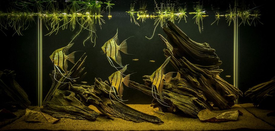 Морское дно водоросли