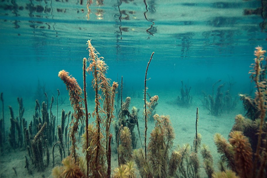 Саргассово море водоросли