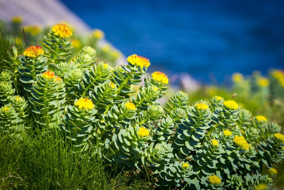 Родиола розовая золотой корень Rhodiola rosea l