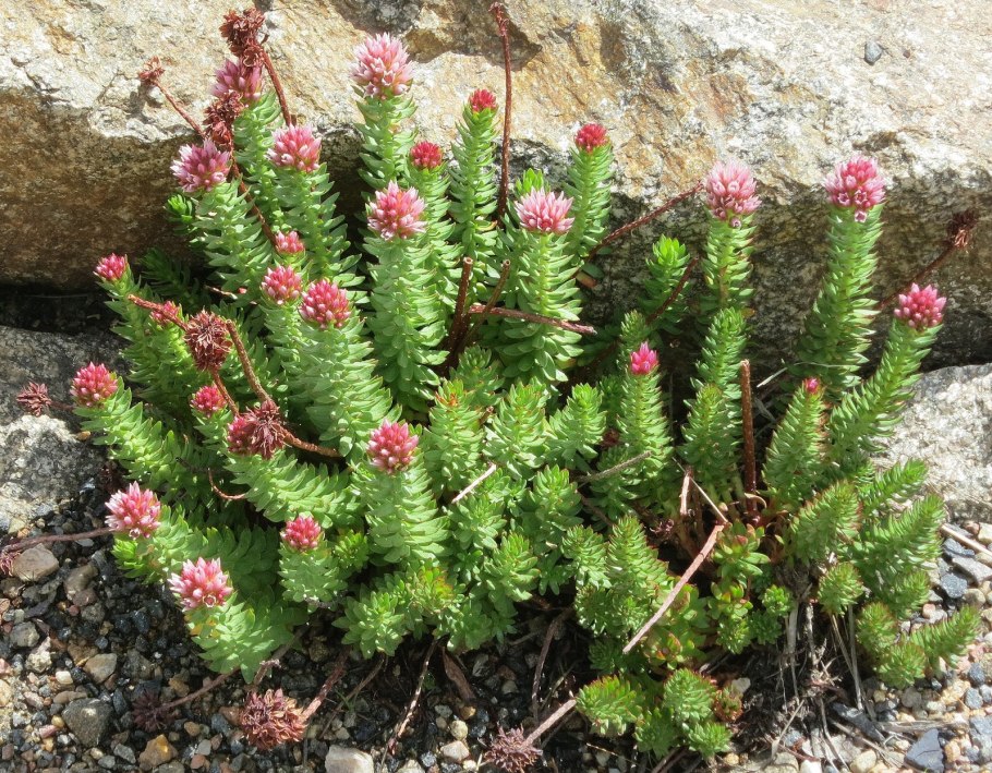 Rhodiola rhodantha