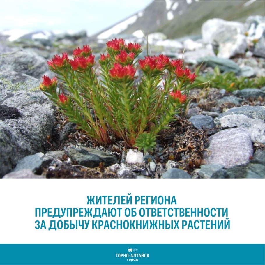 Родиола четырехраздельная (красная щетка)