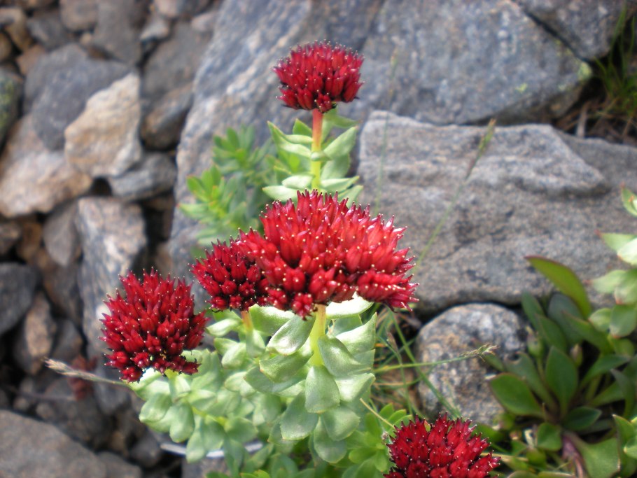 Родиола розовая Rhodiola rosea