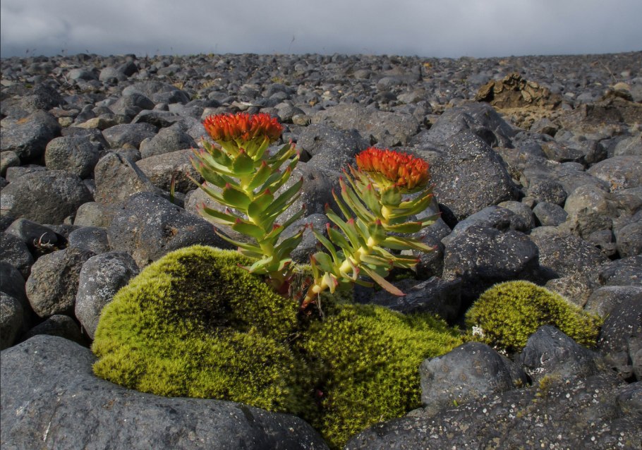 Золотой корень Rhodiola rosea