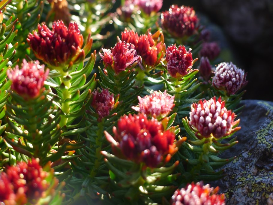 Родиола розовая Rhodiola rosea