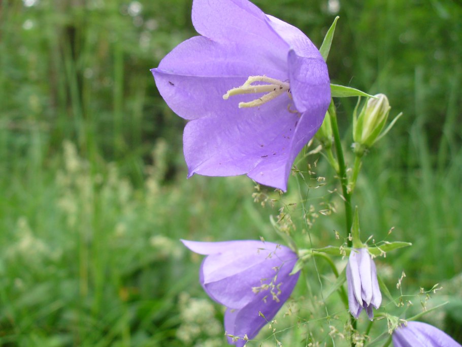 Campanula persicifolia листья