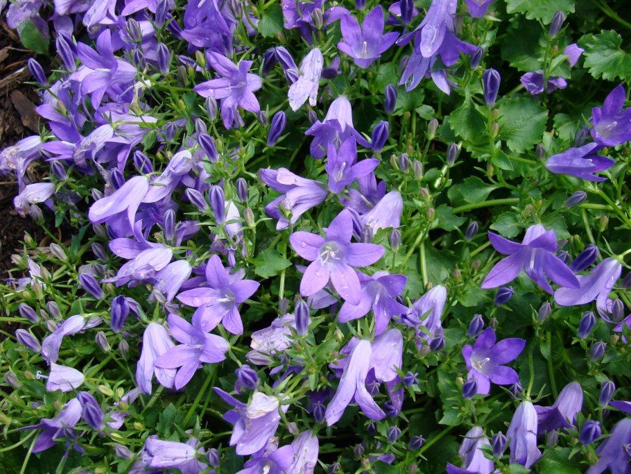 Колокольчик широколистный (Campanula latifolia)