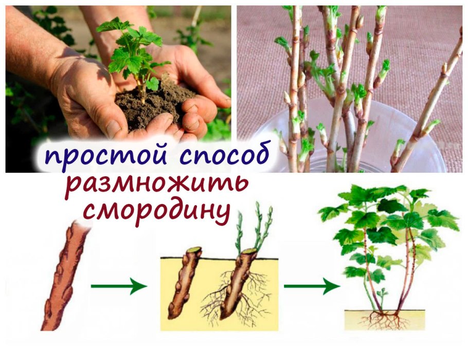 Заготовка черенков смородины