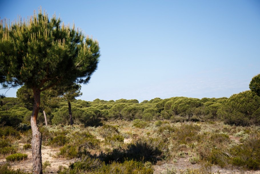 Северный Алжир вечнозеленые леса