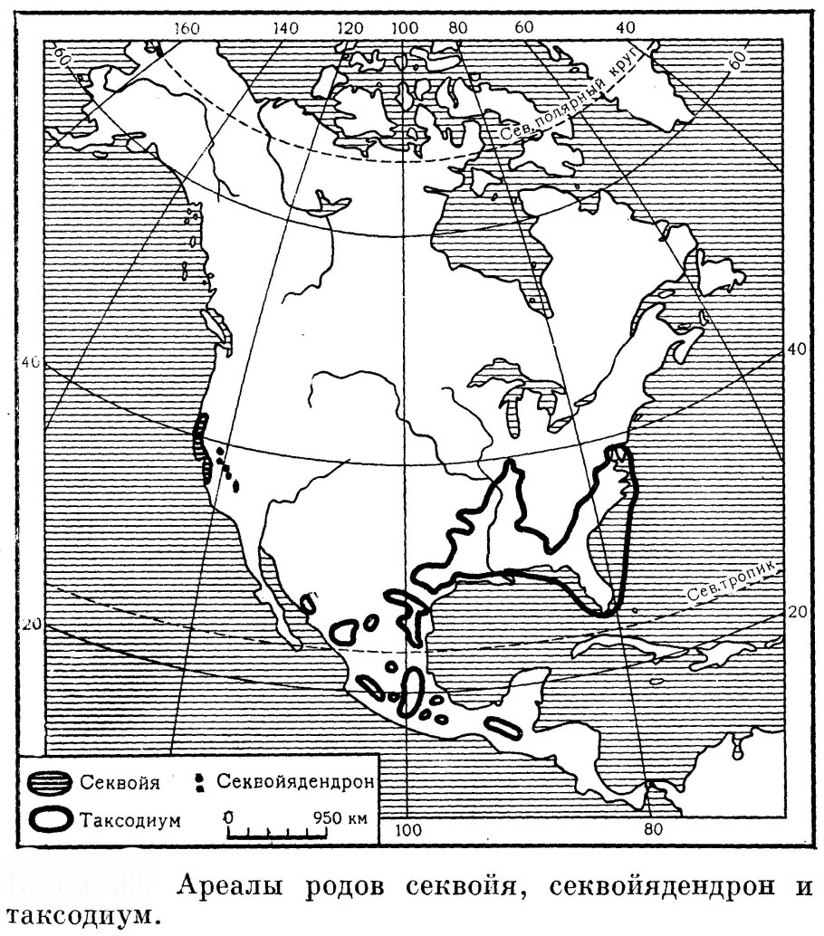 Фицройя патагонская