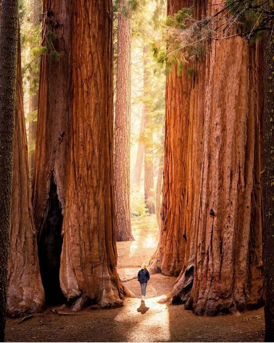 Жестколистные вечнозеленые леса Австралии