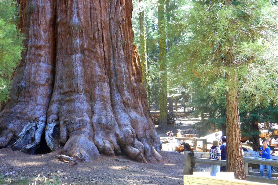 Ареал секвойядендрона