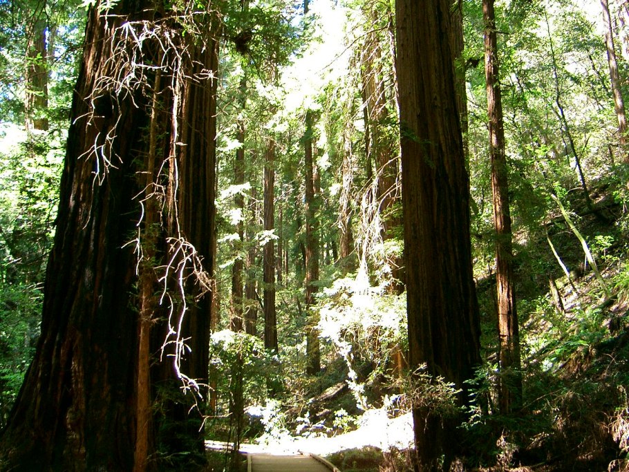 Жестколиственные леса Северной Америки