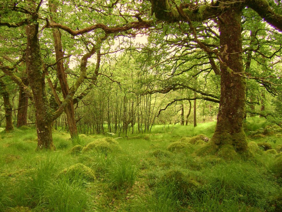 Жестколистные леса Южной Америки