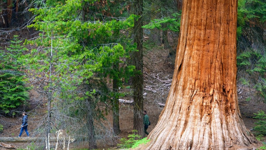 Секвойя дерево