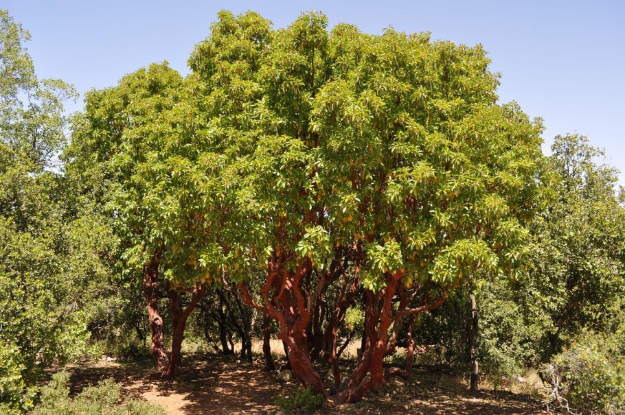 Секвойя это лиственница?