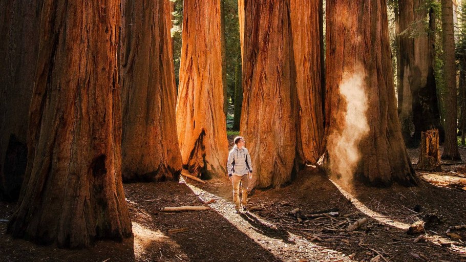 Национальный парк Секвойя США