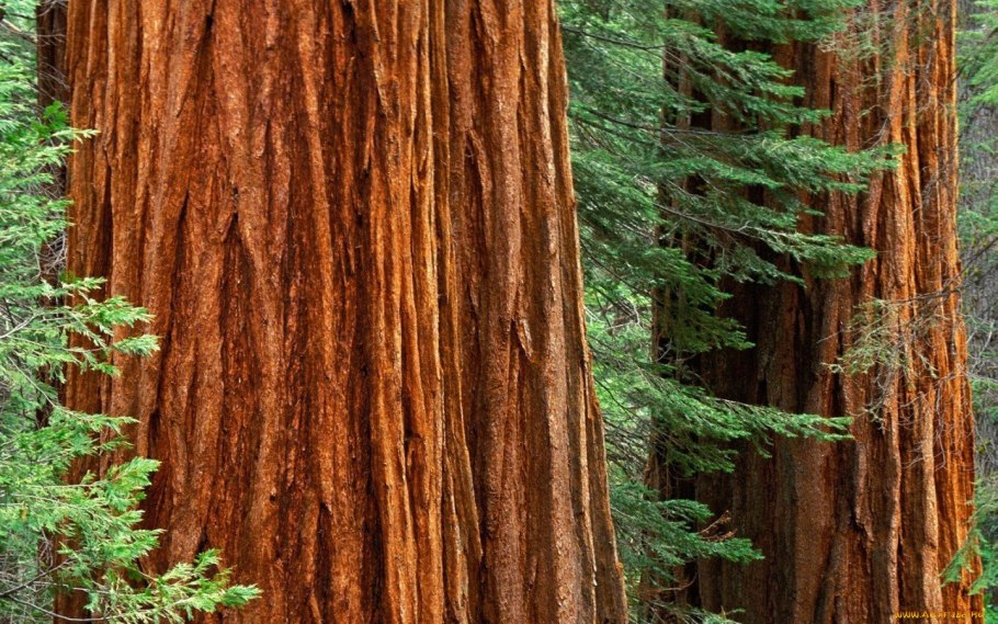 Национальный парк Редвуд США